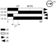 Limit switch, XCKJ, rotary head w/o op. lever, 1NC+1 NO, snap action, Pg13, XCKJ105 alt_view_9